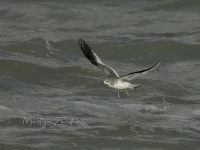 Vorkstaartmeeuw [Xema sabini] - Zuiderhavenhoofd Scheveningen Zuid-Holland (30okt2025)           